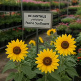 HELIANTHUS petiolaris (Prairie Sunflower)