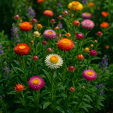 HELICHRYSUM bracteatum (Strawflower, Tall Mixed)