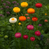 HELICHRYSUM bracteatum (Strawflower, Tall Mixed)