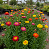 HELICHRYSUM bracteatum (Strawflower, Tall Mixed)