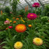 HELICHRYSUM bracteatum (Strawflower, Tall Mixed)