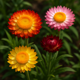 HELICHRYSUM bracteatum (Strawflower, Dwarf Mixed)