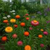 HELICHRYSUM bracteatum (Strawflower, Dwarf Mixed)
