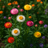 HELICHRYSUM bracteatum (Strawflower, Dwarf Mixed)