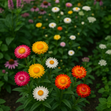 HELICHRYSUM bracteatum (Strawflower, Dwarf Mixed)