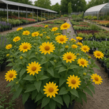 HELIOPSIS helianthoides (Ox-Eye Sunflower)