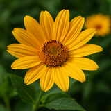 HELIOPSIS helianthoides (Ox-Eye Sunflower)