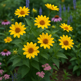 HELIOPSIS helianthoides (Ox-Eye Sunflower)