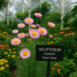 HELIPTERUM roseum (Paper Daisy)