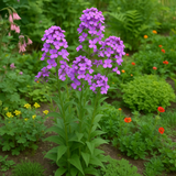 Hesperis matronalis (Dame's Rocket)