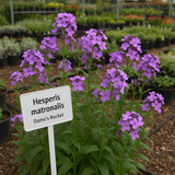 Hesperis matronalis (Dame's Rocket)