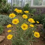 HETEROTHECA villosa (Golden Aster)