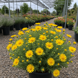 HETEROTHECA villosa (Golden Aster)