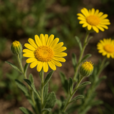 HETEROTHECA villosa (Golden Aster)