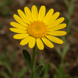 HETEROTHECA villosa (Golden Aster)