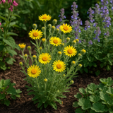 HETEROTHECA villosa (Golden Aster)
