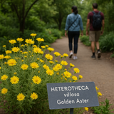 HETEROTHECA villosa (Golden Aster)