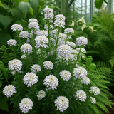 IBERIS amara 'Empress' (Rocket Candytuft)
