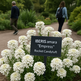 IBERIS amara 'Empress' (Rocket Candytuft)