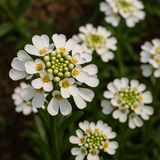 IBERIS amara 'Empress' (Rocket Candytuft)