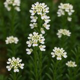 IBERIS amara 'Empress' (Rocket Candytuft)