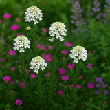 IBERIS amara 'Empress' (Rocket Candytuft)