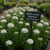 IBERIS amara 'Empress' (Rocket Candytuft)
