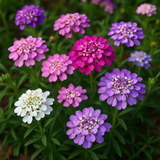 IBERIS umbellata (Annual Candytuft)