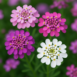 IBERIS umbellata (Annual Candytuft)