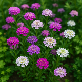 IBERIS umbellata (Annual Candytuft)