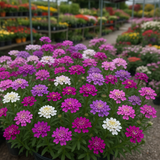 IBERIS umbellata (Annual Candytuft)