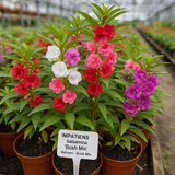 IMPATIENS balsamina 'Bush Mix' (Balsam - Bush Mix)
