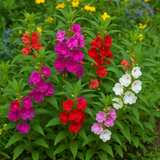 IMPATIENS balsamina 'Bush Mix' (Balsam - Bush Mix)