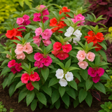 IMPATIENS balsamina 'Tom Thumb Mix' (Balsam - Tom Thumb Mix)