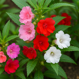 IMPATIENS balsamina 'Tom Thumb Mix' (Balsam - Tom Thumb Mix)