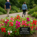 IMPATIENS balsamina 'Tom Thumb Mix' (Balsam - Tom Thumb Mix)