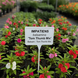 IMPATIENS balsamina 'Tom Thumb Mix' (Balsam - Tom Thumb Mix)
