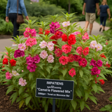 IMPATIENS balsamina 'Camelia Flowered Mix' (Balsam - Camelia Flowered Mix)