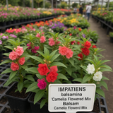 IMPATIENS balsamina 'Camelia Flowered Mix' (Balsam - Camelia Flowered Mix)