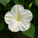 IPOMOEA alba (Moonflower)