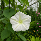 IPOMOEA alba (Moonflower)
