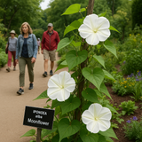 IPOMOEA alba (Moonflower)