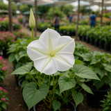 IPOMOEA alba (Moonflower)