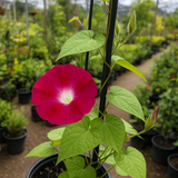IPOMOEA nil 'Scarlet O'Hara' (Morning Glory, Scarlet)