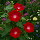 IPOMOEA nil 'Scarlet O'Hara' (Morning Glory, Scarlet)