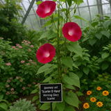 IPOMOEA nil 'Scarlet O'Hara' (Morning Glory, Scarlet)