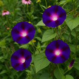 IPOMOEA purpurea 'Grandpa Ott' (Morning Glory, Purple with Red Star)