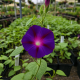 IPOMOEA purpurea 'Grandpa Ott' (Morning Glory, Purple with Red Star)