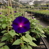 IPOMOEA purpurea 'Grandpa Ott' (Morning Glory, Purple with Red Star)