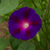 IPOMOEA purpurea 'Grandpa Ott' (Morning Glory, Purple with Red Star)